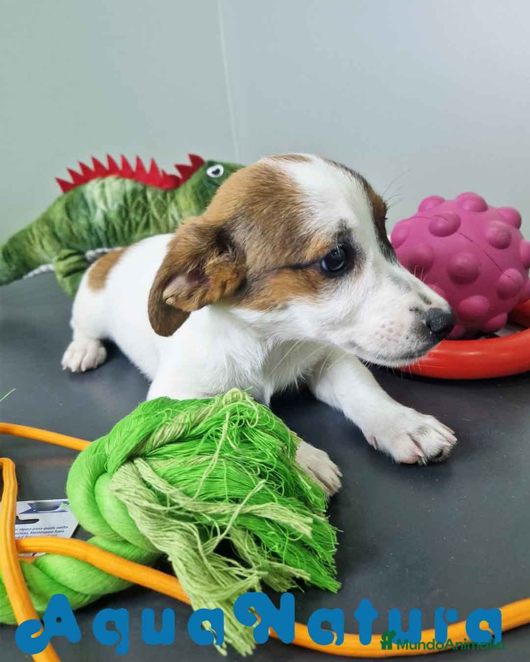 Jack Russell Terrier perros en venta: Jack Russel Hembra JMU 7728 AQUANATURA - Imagen 3