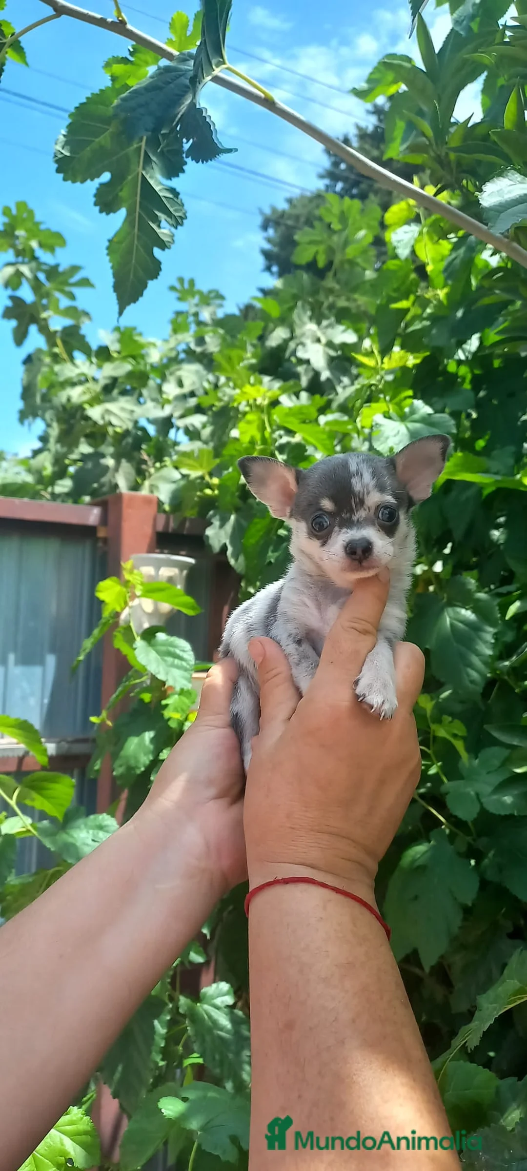 Chihuahua perros en venta: chihuahua trimerle lilacchoco ojos azules - Anuncio 2