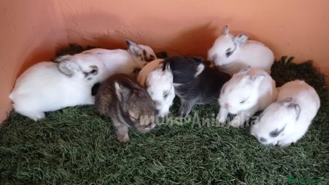 Imagen de galería {{count}}