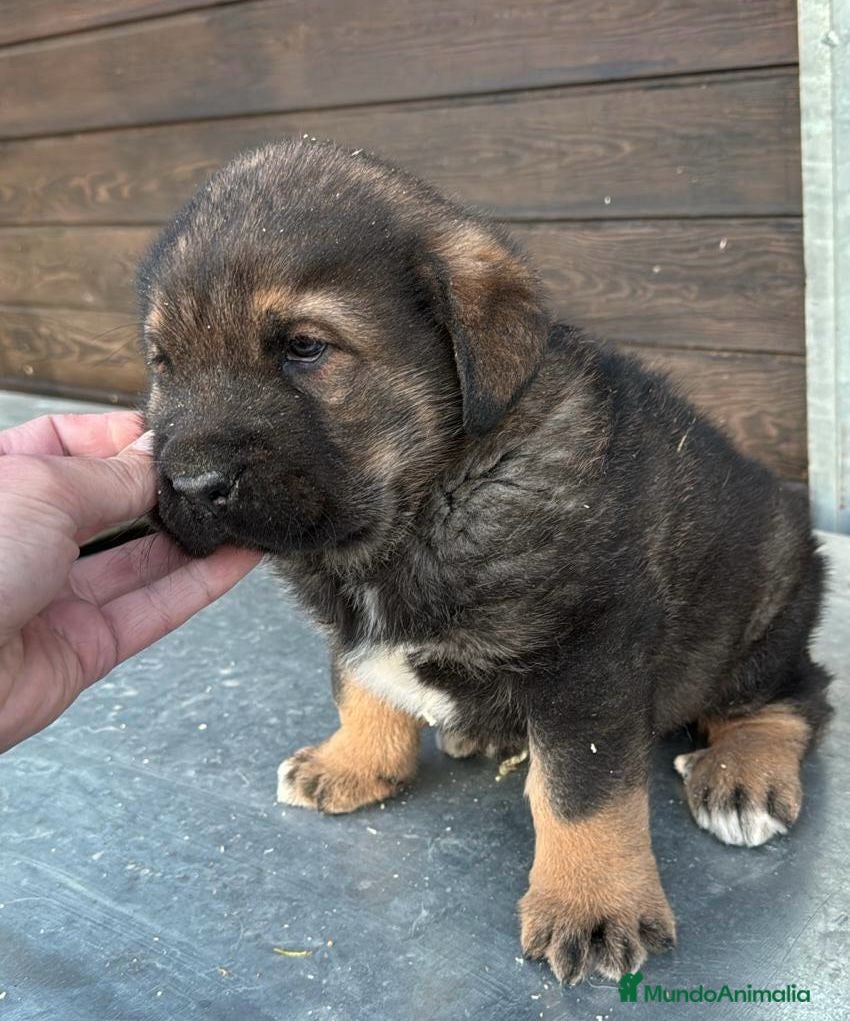 Mastín Español perros MASTÍN ESPAÑOL MACHO DISPONIBLE en Barcelona - Anuncio 2