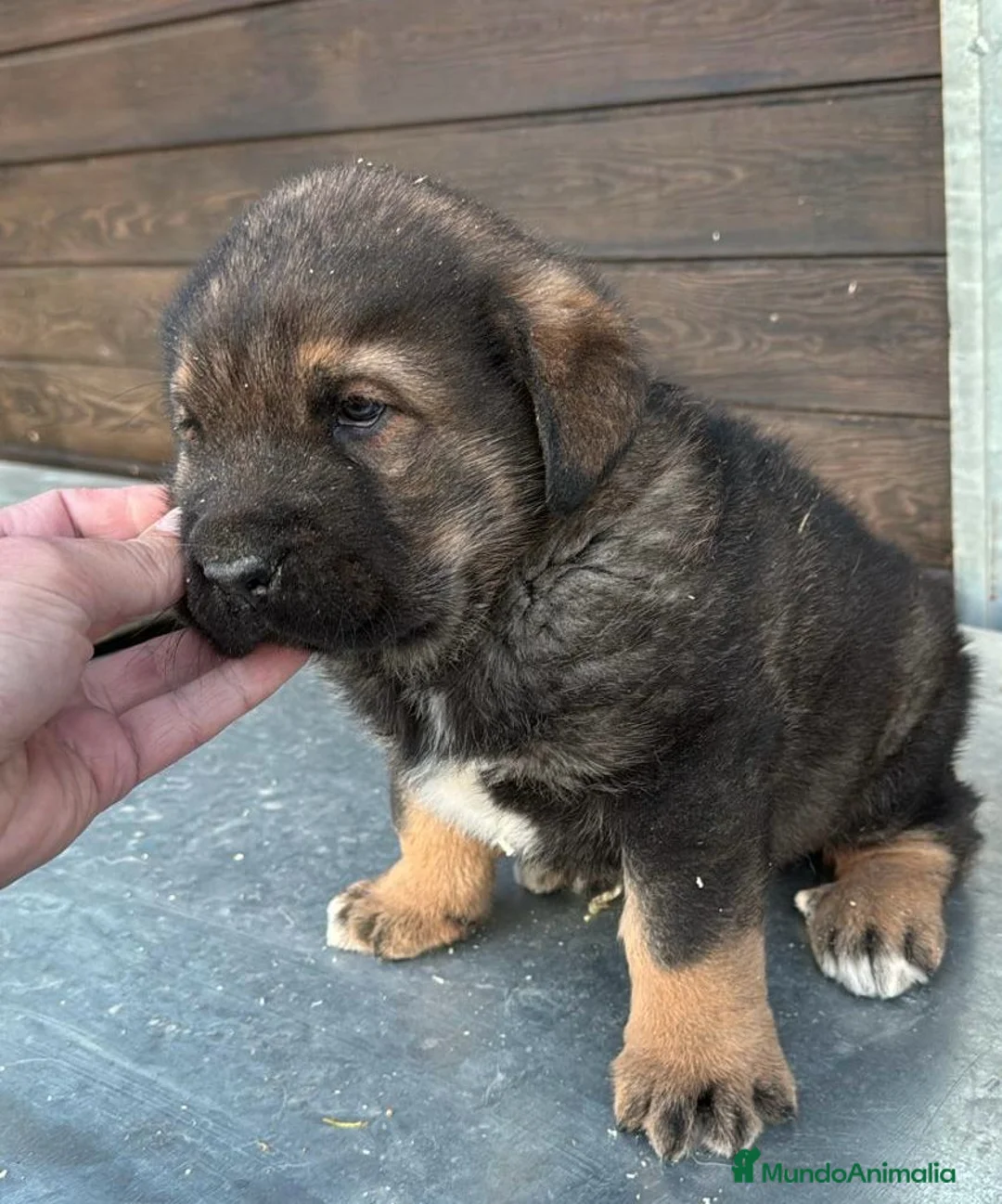 Mastín Español perros en venta: MASTÍN ESPAÑOL MACHO DISPONIBLE en Barcelona - Anuncio 2