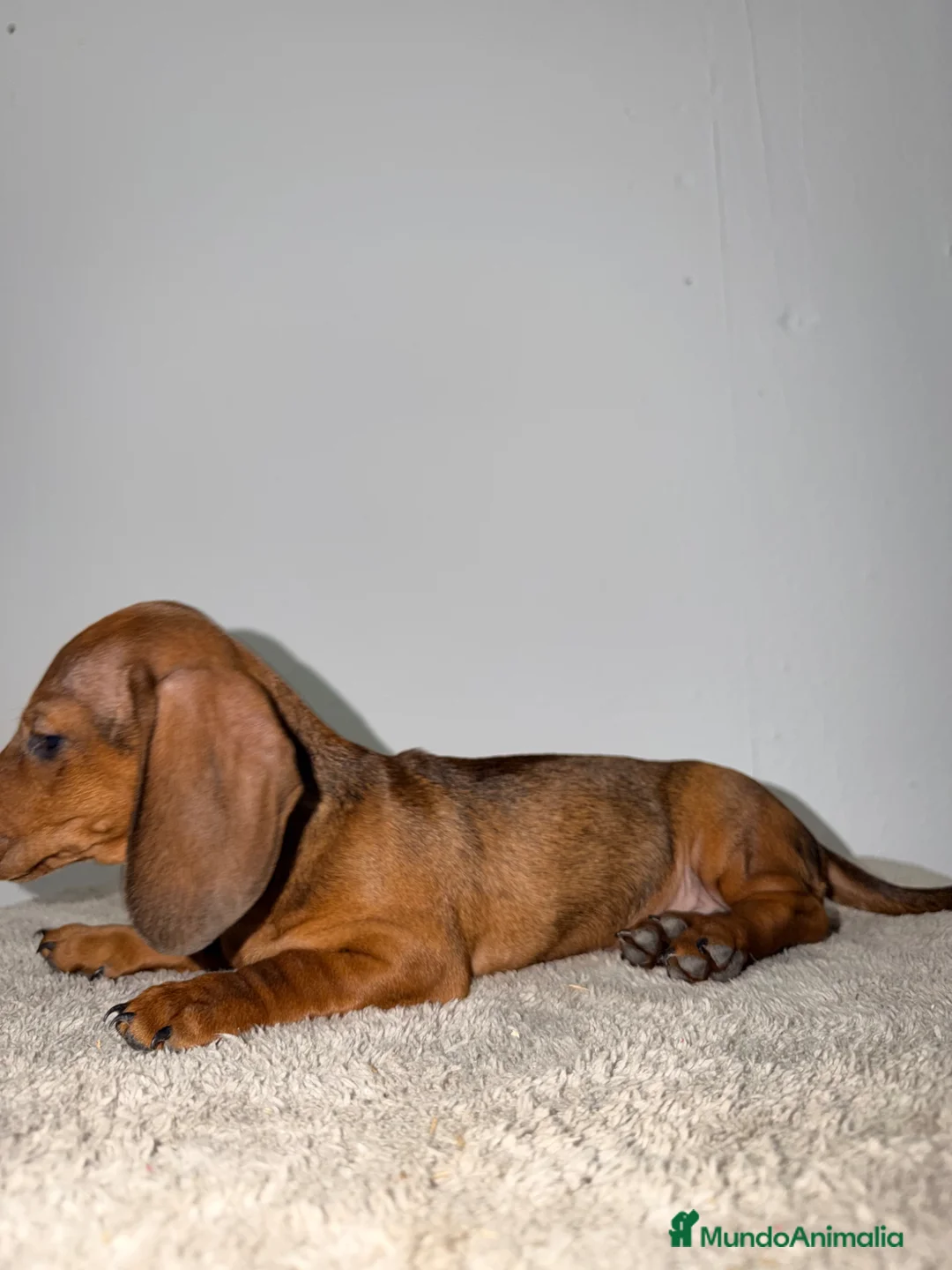 Teckel Miniatura perros en venta: TECKEL KANINCHEN ROJO - Anuncio 5