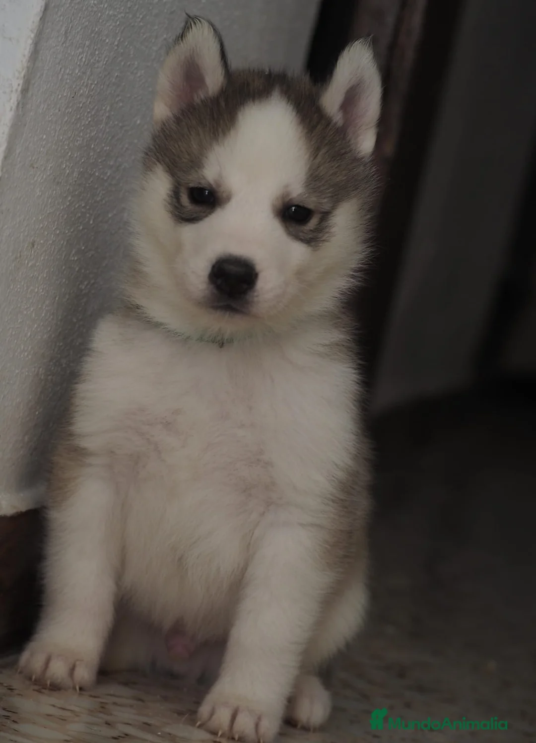 Husky Siberiano perros en venta: SIBERIAN HUSKY  - Anuncio 1