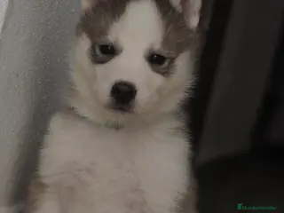 Husky Siberiano perros SIBERIAN HUSKY - Anuncio 2