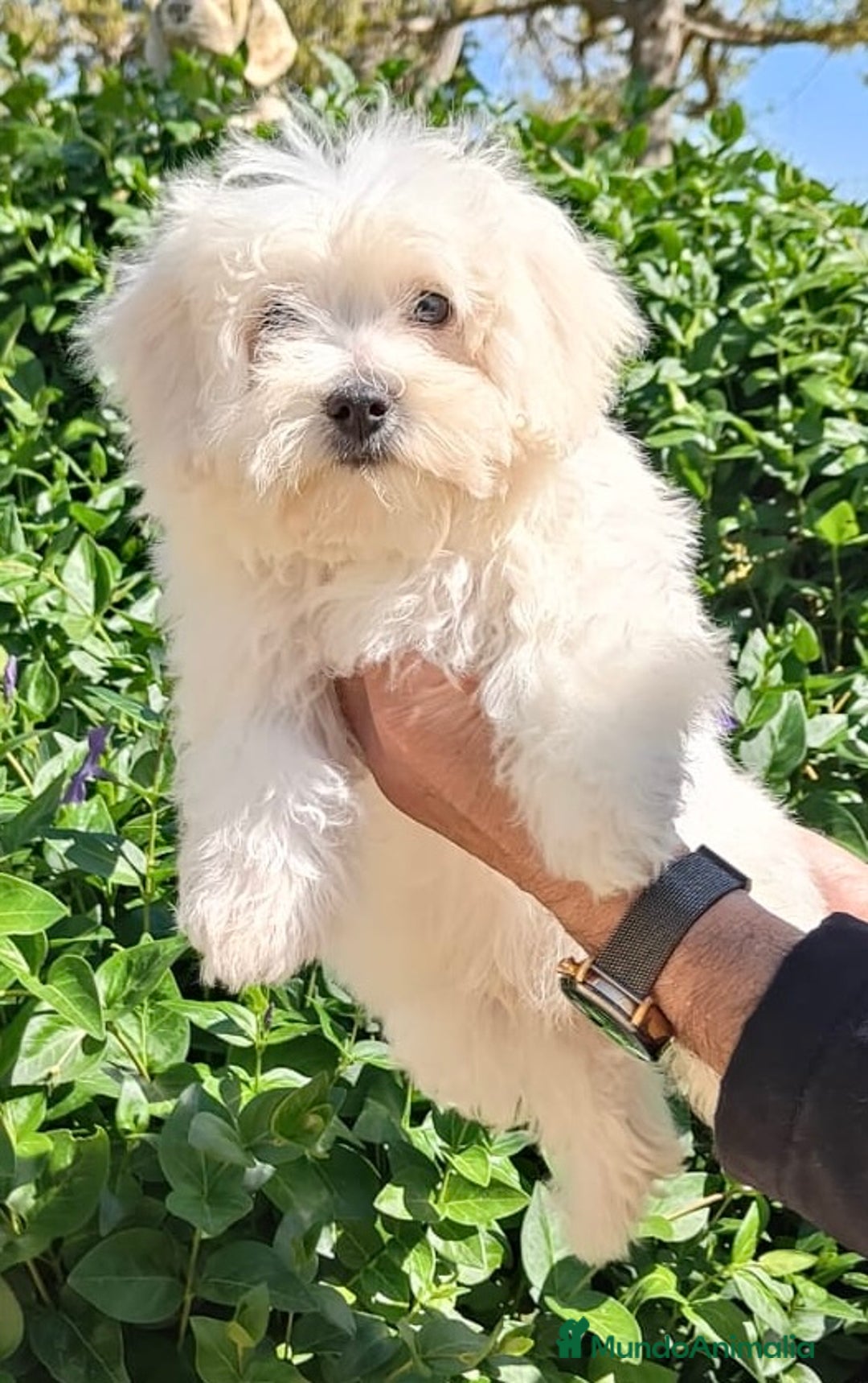 Bichón Maltés perros en venta: Bichón maltés, cachorros nacionales - Anuncio 1