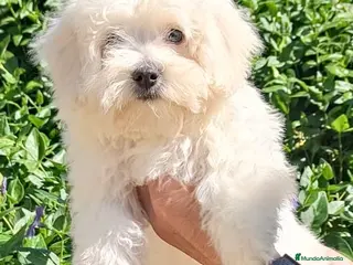 Bichón Maltés perros Bichón maltés, cachorros nacionales - Anuncio 3