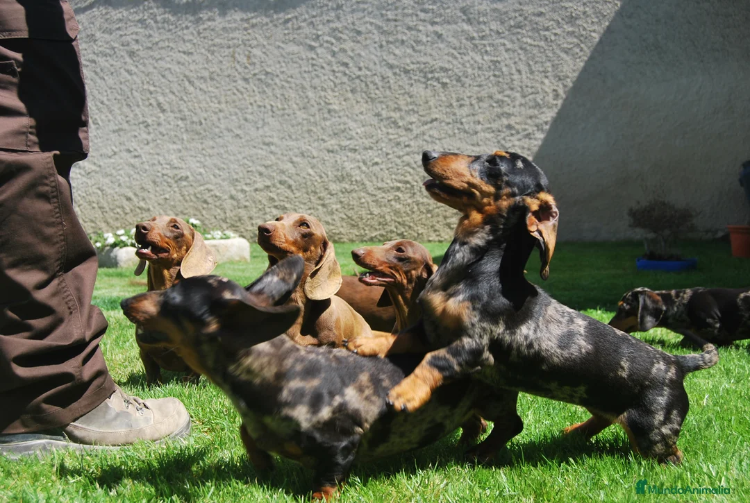Teckel Miniatura perros en venta: Cachorros de Teckel Del Alto del Pago - Anuncio 8