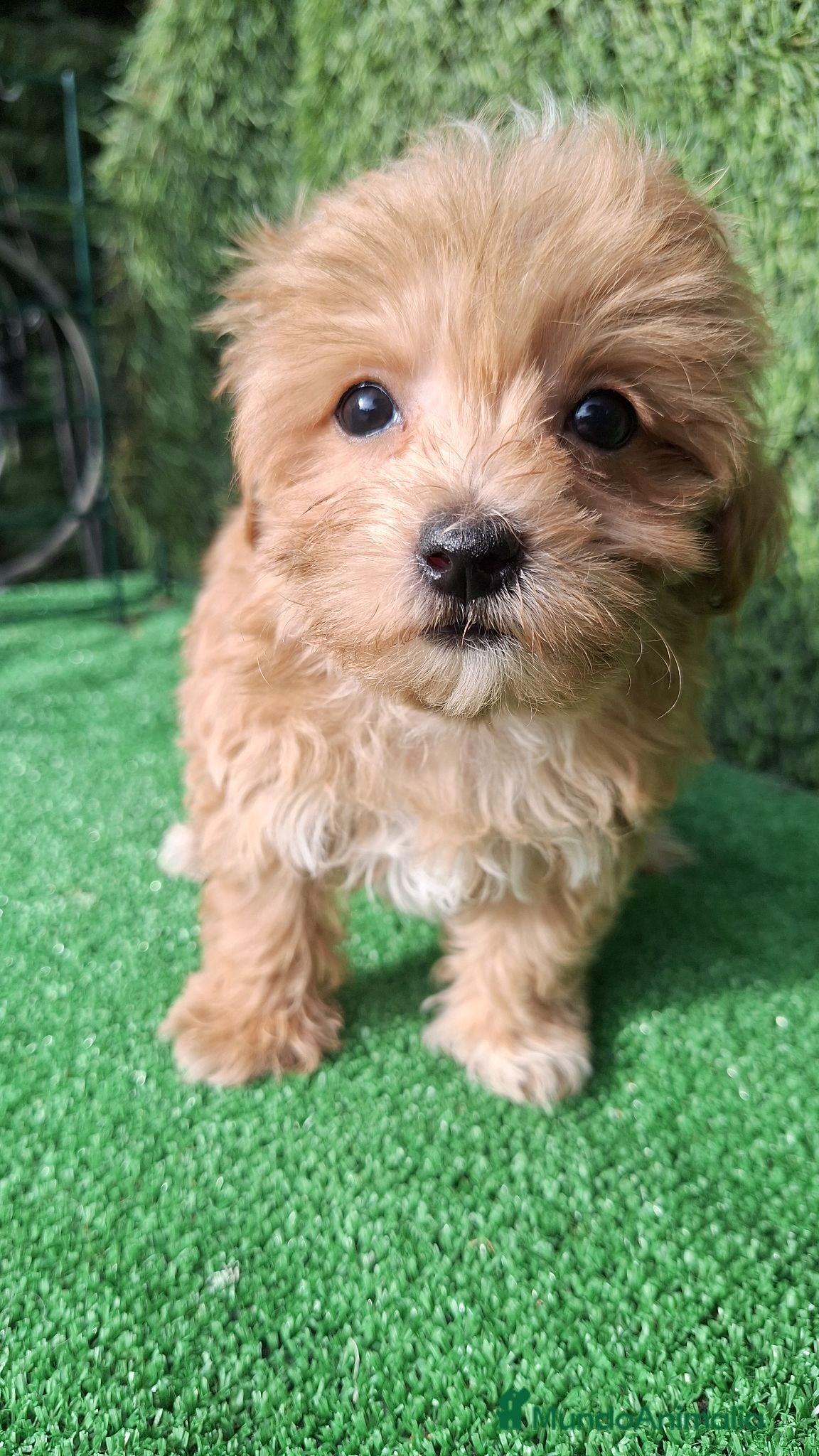 Maltipoo perros Maltipoo  - Anuncio 1
