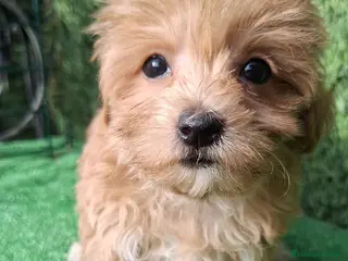 Maltipoo perros Maltipoo - Anuncio 1