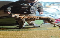 Galgo Español perros en venta: Galgo  - Anuncio 3