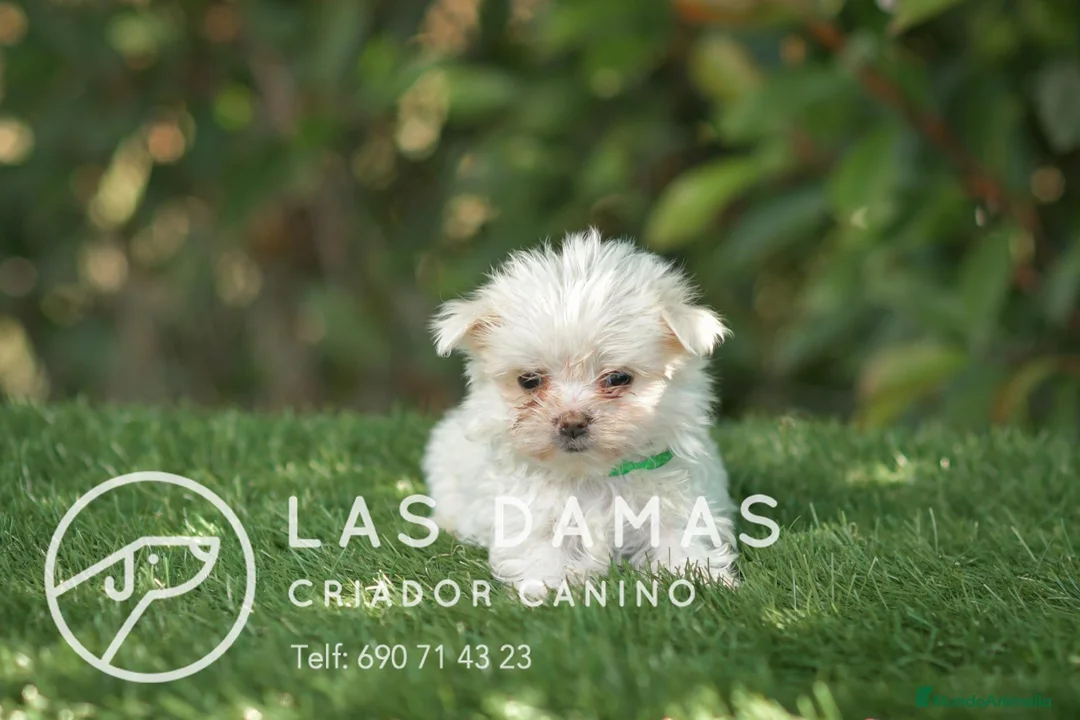 Bichón Maltés perros en venta: BICHÓN MALTÉS DISPONIBLES - Anuncio 2