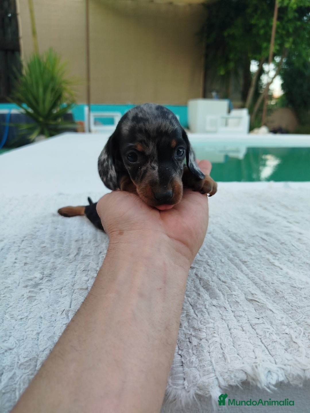 Teckel Miniatura perros en venta: Teckels kanichen  - Anuncio 3