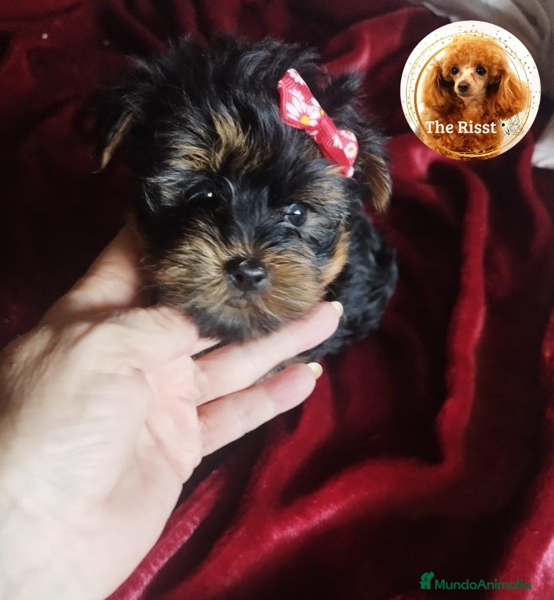 Yorkshire Terrier perros en venta: YORKSHIRE  MINI PURA RAZA - Imagen 2