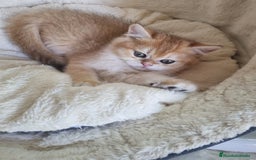 Británico de Pelo Corto gatos en venta: British Golden Chinchilla - Imagen 4