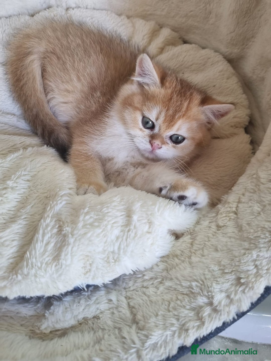 Británico de Pelo Corto gatos en venta: British Golden Chinchilla - Imagen 4