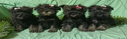 Schnauzer Miniatura perros en venta: Schnauzer miniatura negro y plata. - Anuncio 4