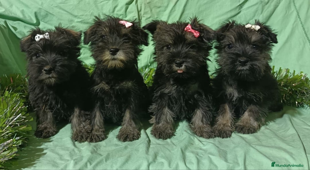 Schnauzer Miniatura perros en venta: Schnauzer miniatura negro y plata. - Anuncio 4