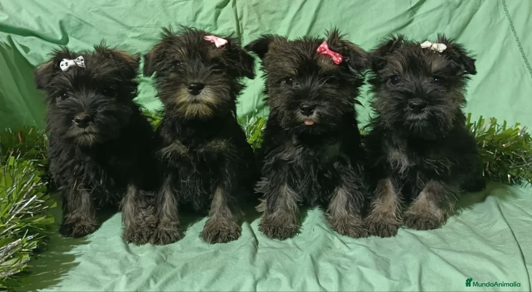 Schnauzer Miniatura perros en venta: Schnauzer miniatura negro y plata. - Anuncio 4