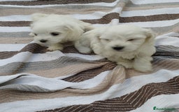 Bichón Maltés perros en venta: Macho bicho maltes  - Imagen 9