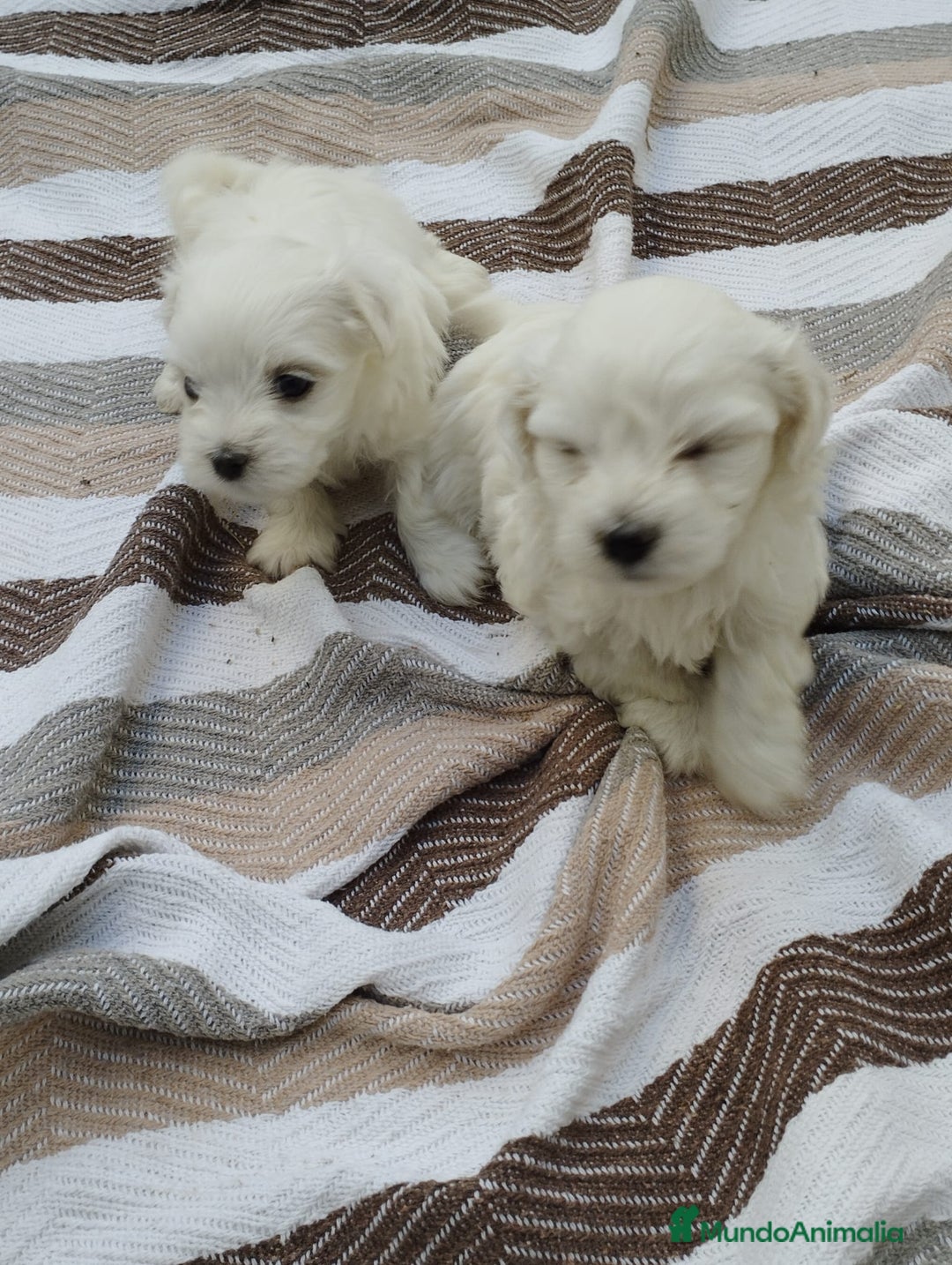 Bichón Maltés perros en venta: Macho bicho maltes  - Imagen 9