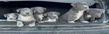 American Pit Bull Terrier 2