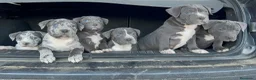 American Pit Bull Terrier perros en venta: Pitbull blue, Merle, lilac - Anuncio 5