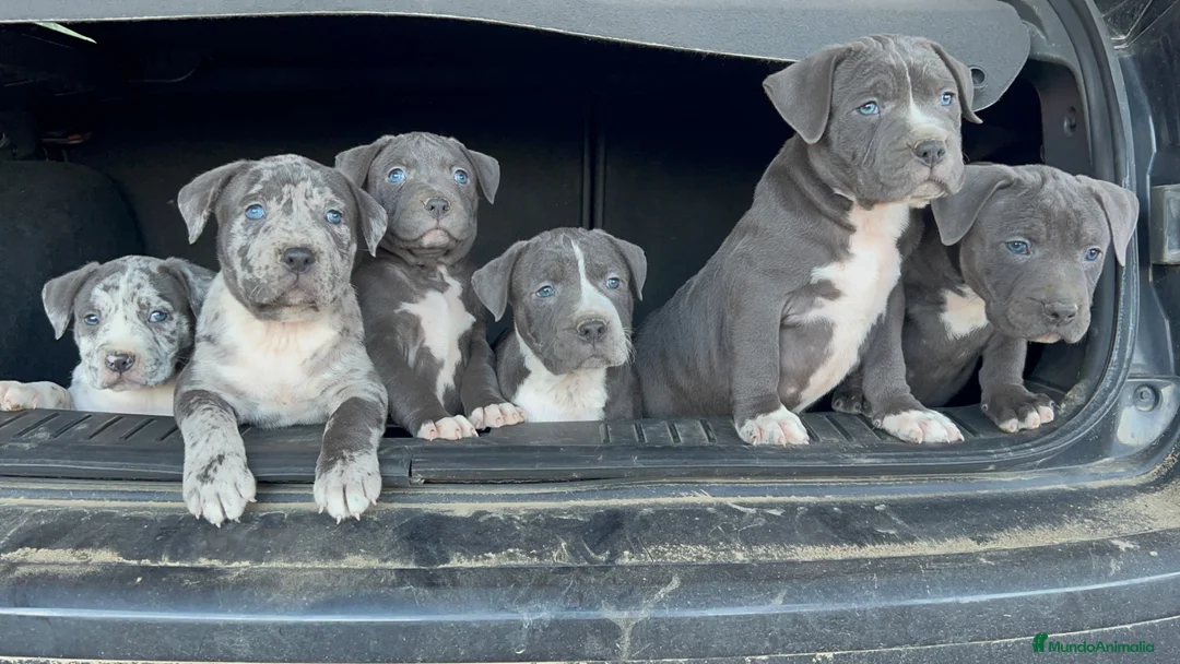 American Pit Bull Terrier perros en venta: Pitbull blue, Merle, lilac - Anuncio 5