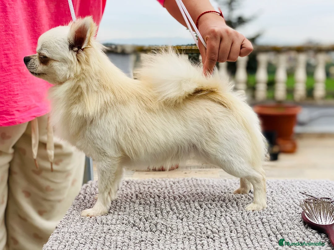 Chihuahua perros en venta: Chihuahua  - Anuncio 2