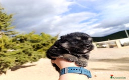 Pomerania perros en venta: PRECIOSA CAMADA DE POMERANIA - Anuncio 4