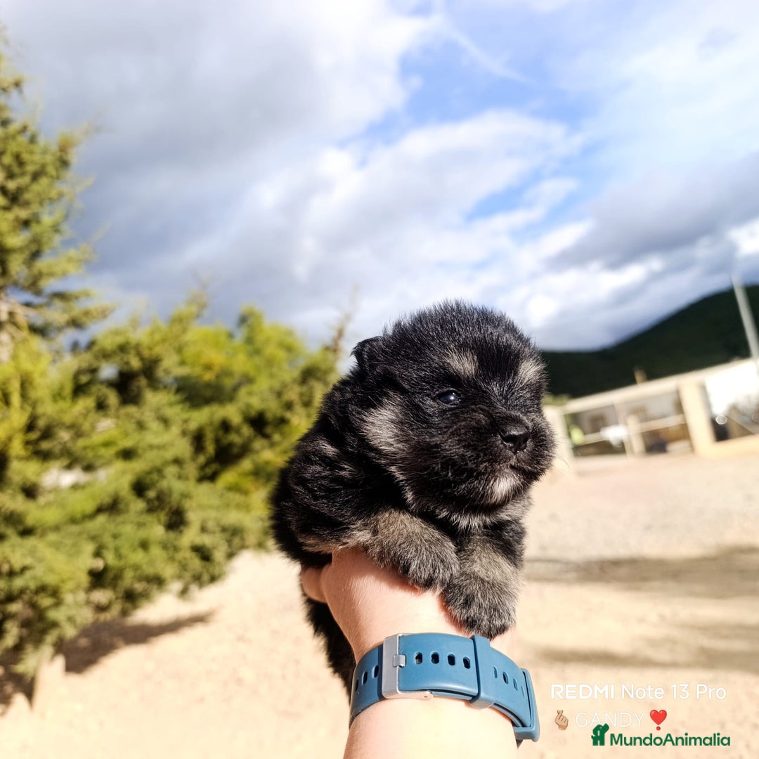 Pomerania perros en venta: PRECIOSA CAMADA DE POMERANIA - Anuncio 4