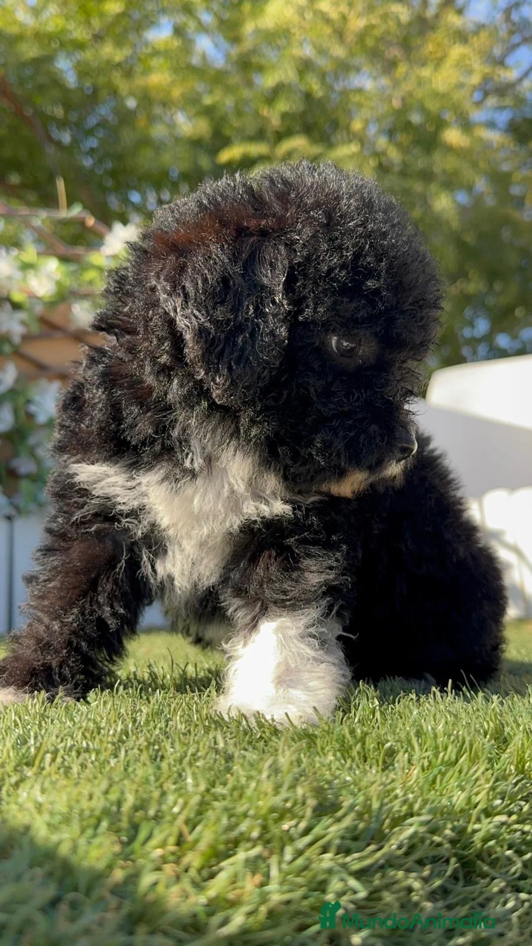 Perro de Agua Español perros en venta: PERRO DE AGUA ESPAÑOL - Anuncio 2