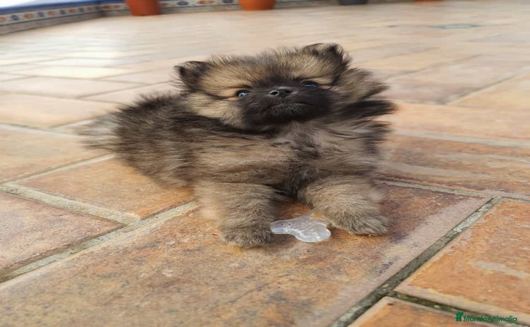 Pomerania perros en Badajoz - Propaganda 8