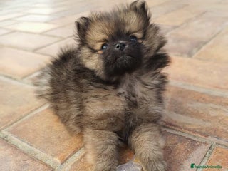 Pomerania perros en Badajoz - Anuncio 28