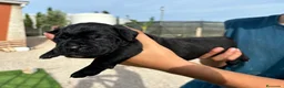 Cane Corso perros en venta: Cane Corso  - Anuncio 2