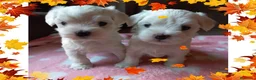 Bichón Maltés perros en venta: Bichon maltes, camada familiar - Anuncio 1