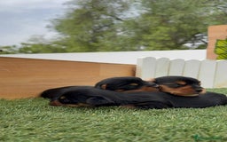 Yorkshire Terrier perros en venta: YORKSHIRE TERRIER MACHOS - Imagen 16
