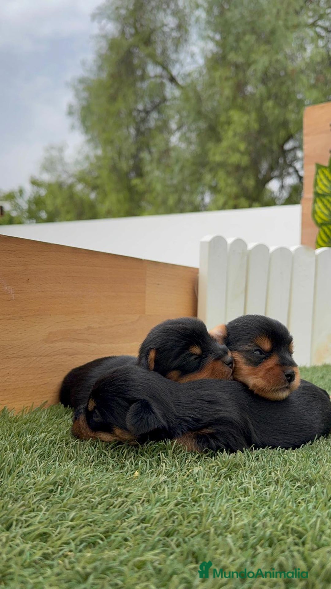 Yorkshire Terrier perros en venta: YORKSHIRE TERRIER MACHOS - Imagen 16