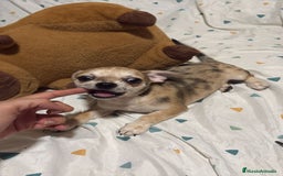 Chihuahua perros en venta: Precioso chihuahua merle - Imagen 4