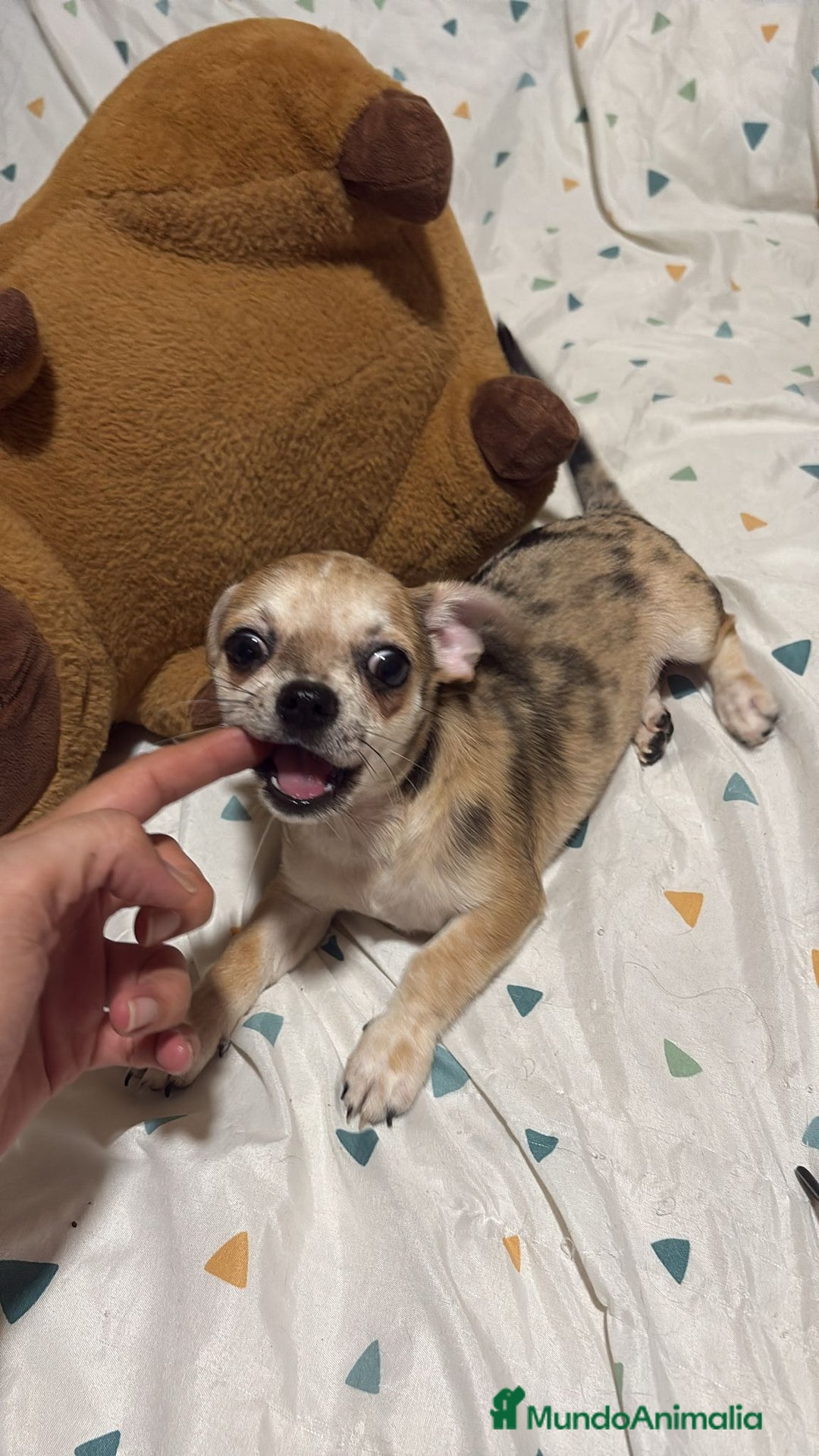 Chihuahua perros en venta: Precioso chihuahua merle - Imagen 4