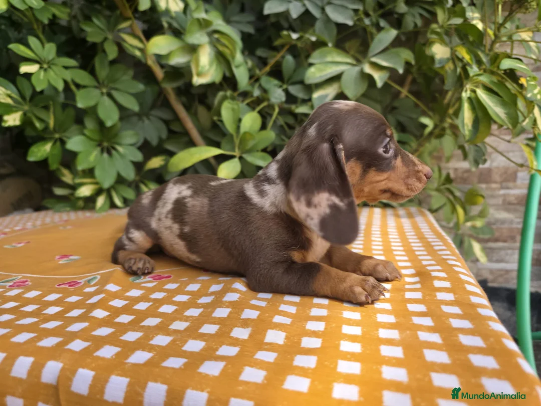 Teckel Miniatura perros en venta: TECKEL MINIATURA ARLEQUIN CHOCOLATE - Anuncio 2