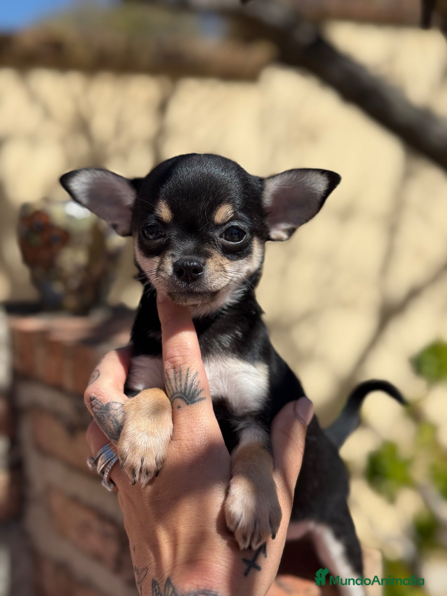 Chihuahua perros Chihuahuas hembras toy  - Anuncio 4