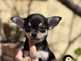 Chihuahua perros Chihuahuas hembras toy - Anuncio 4