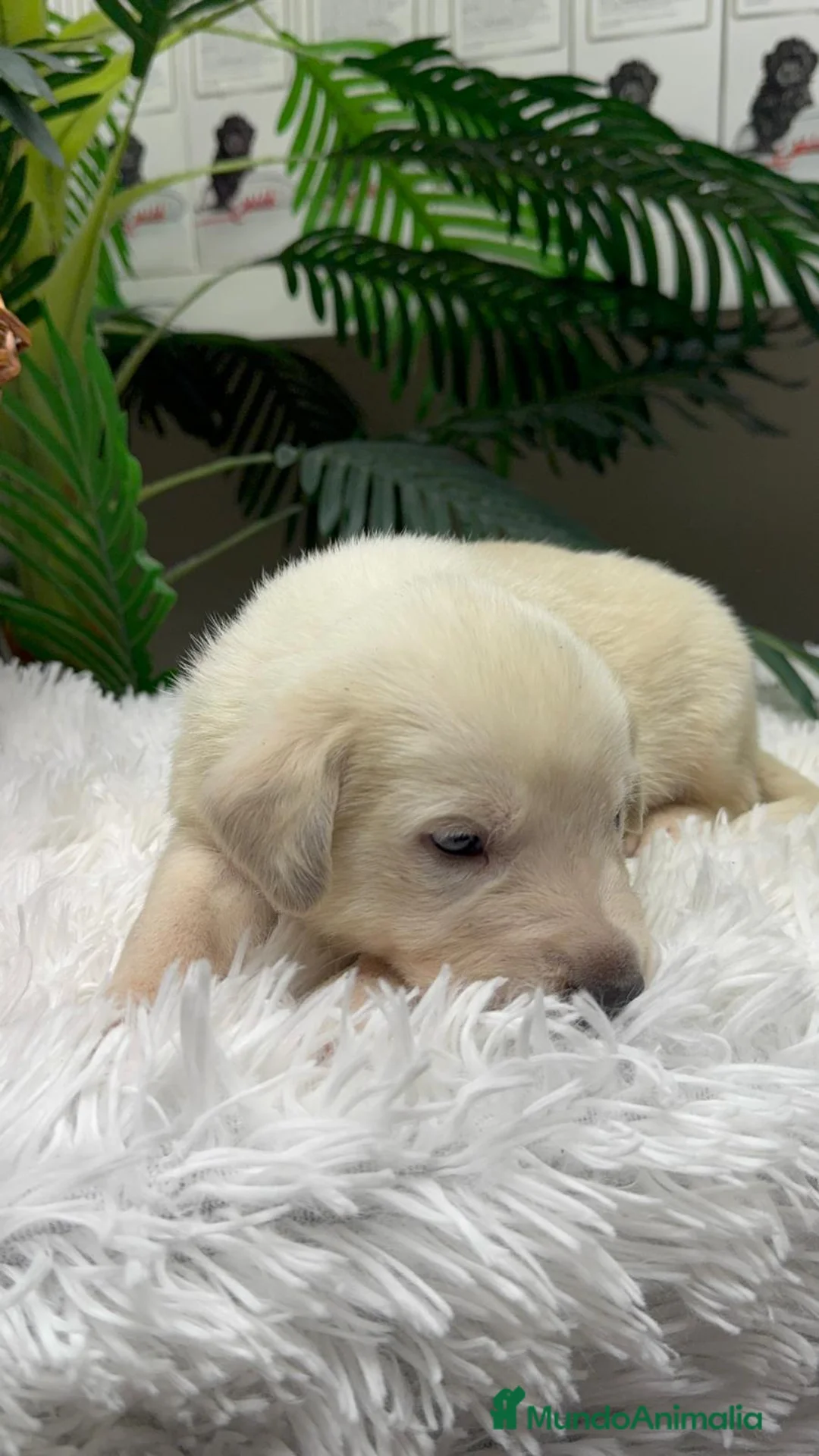 Mastín Español perros en venta: MASTIN ESPAÑOL - Anuncio 8