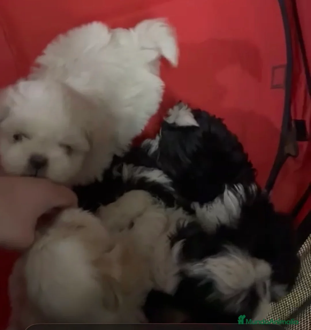 Shih Tzu perros en venta: Cachorros de shihtzu  - Anuncio 1