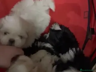 Shih Tzu perros en venta: Cachorros de shihtzu - Anuncio 2