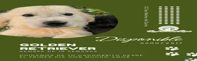 Golden Retriever 2