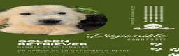 Golden Retriever perros en venta: Machos de Golden Retriever - Anuncio 3