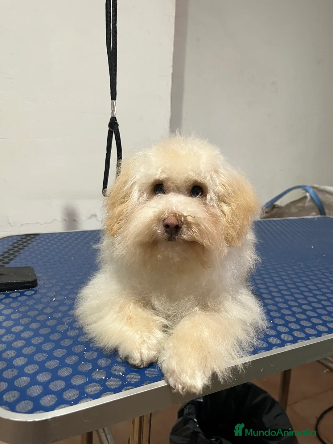 Maltipoo perros en venta: Maltipoo  - Anuncio 6