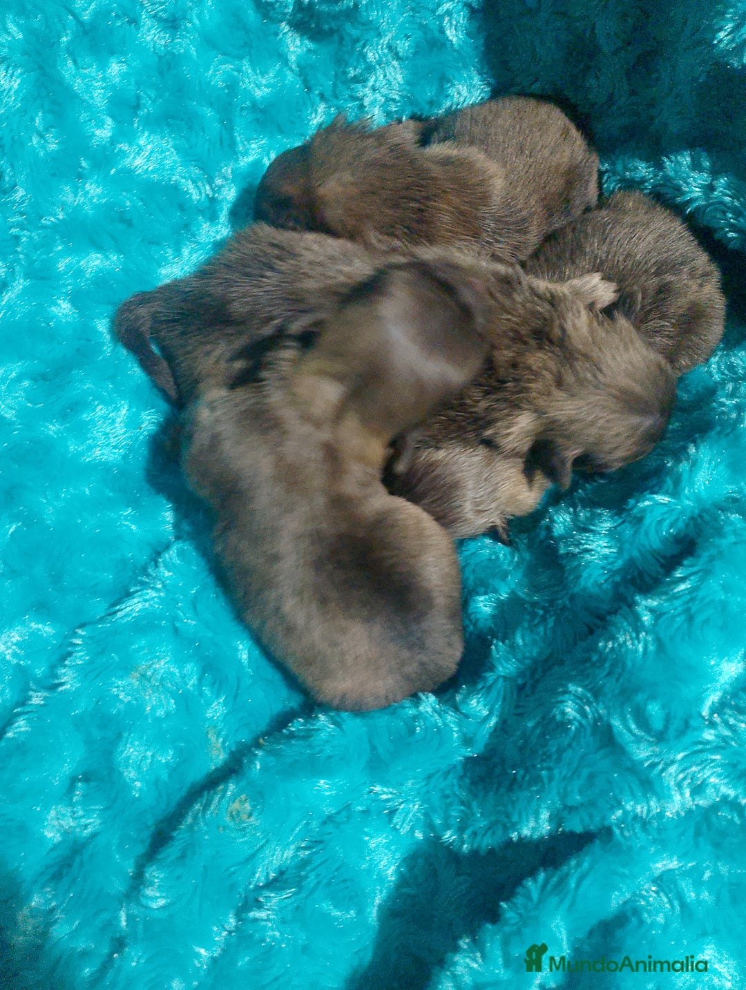 Raza Mixta perros en venta: Maltipom machos chocolate  - Anuncio 3