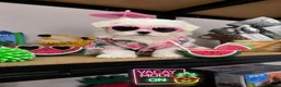 Bichón Maltés perros en venta: CAMADA DE BICHÓN MALTÉS KOREANO  - Anuncio 2